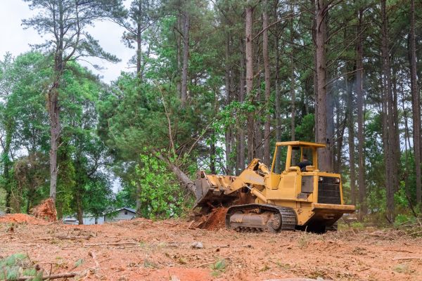 Cost of Forestry Clearing in Columbia