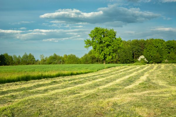 Cost of Vegetation Removal in Columbia