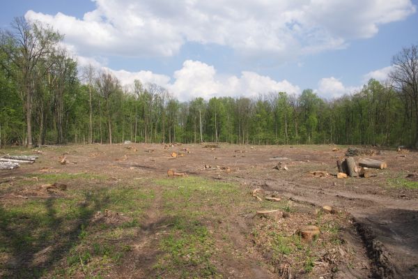 Cost of Pasture Clearing in Columbia