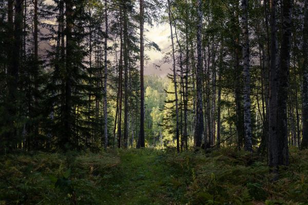 Cost of Pine Tree Clearing in Columbia